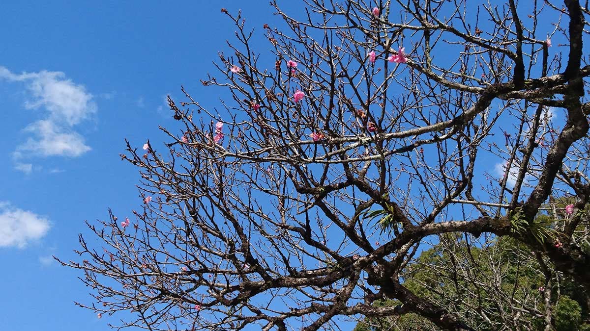 桜も開花