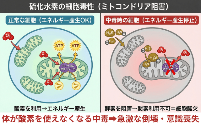 ミトコンドリア阻害