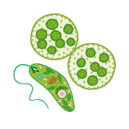 微生物が主役の処理方法