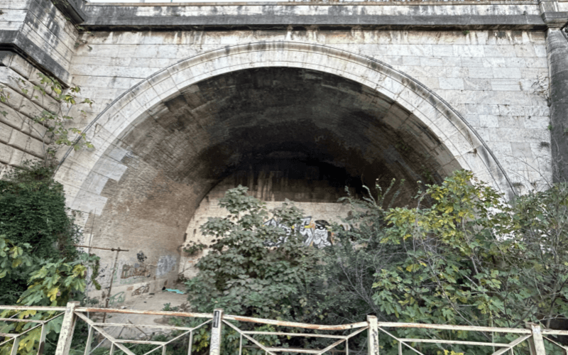 クロアカ・マキシマ 2024年11月の様子