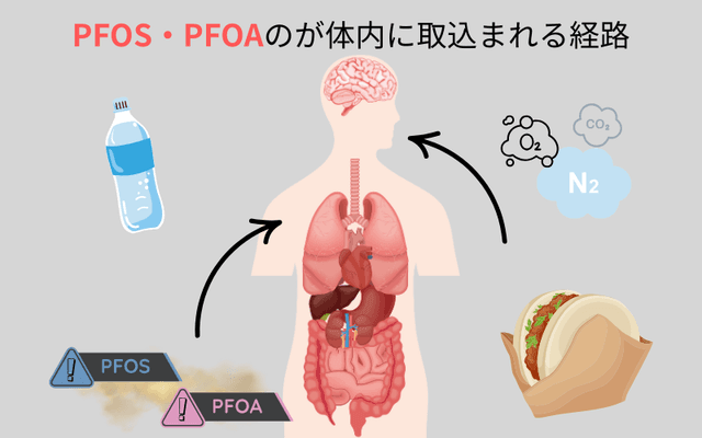 19_体内に取り込まれる経路